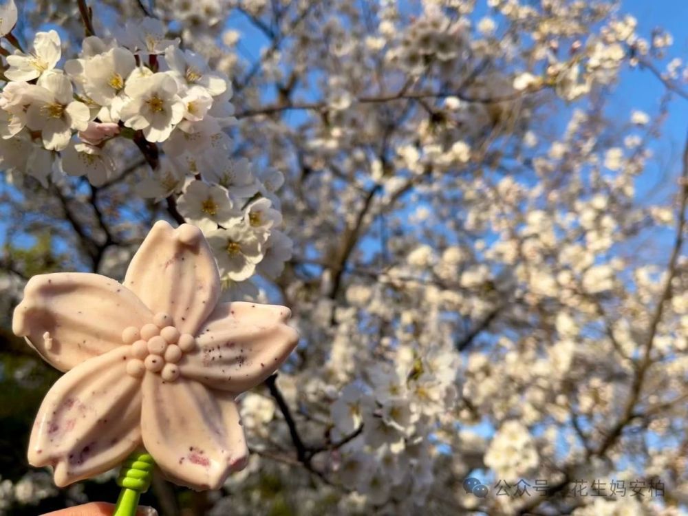 "春日京城樱花纷飞：探访北京的浪漫时刻，那些不想上班却热爱春天的人在此相遇"