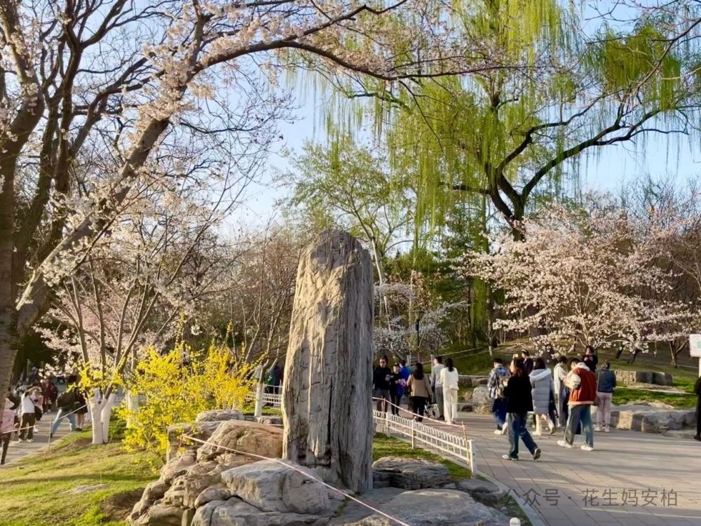 "春日京城樱花纷飞：探访北京的浪漫时刻，那些不想上班却热爱春天的人在此相遇"