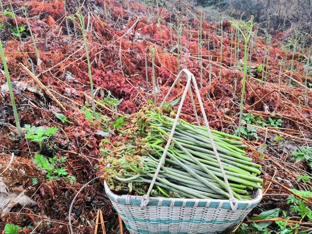 "详解蕨菜：哪些情况下我们该谨慎食用，防止误食致害！让你了解这个看似无辜的蔬菜，究竟有何危害及可否安全食用？"