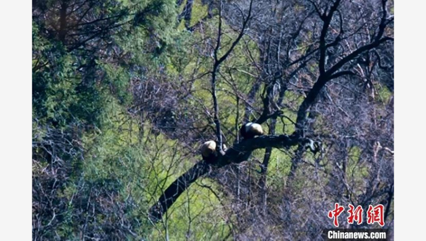 神奇秘境：两年三地探秘青川唐家河野生大熊猫浪漫约会奇遇记