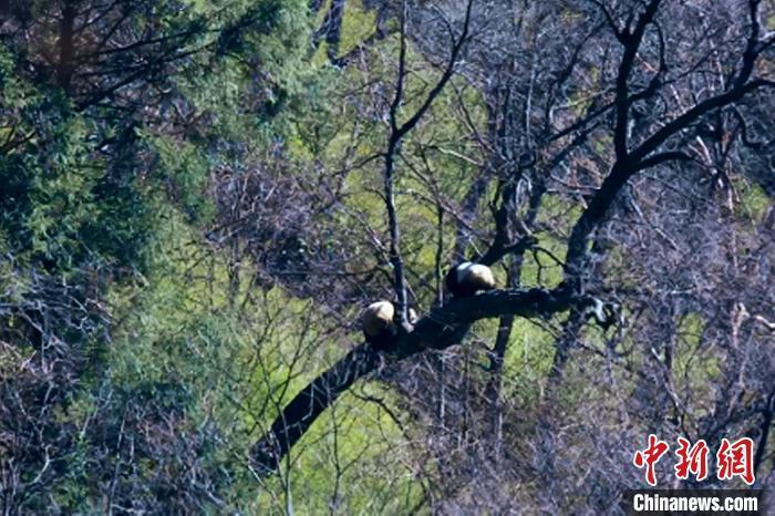 "神奇秘境：两年三地探秘青川唐家河野生大熊猫浪漫约会奇遇记"