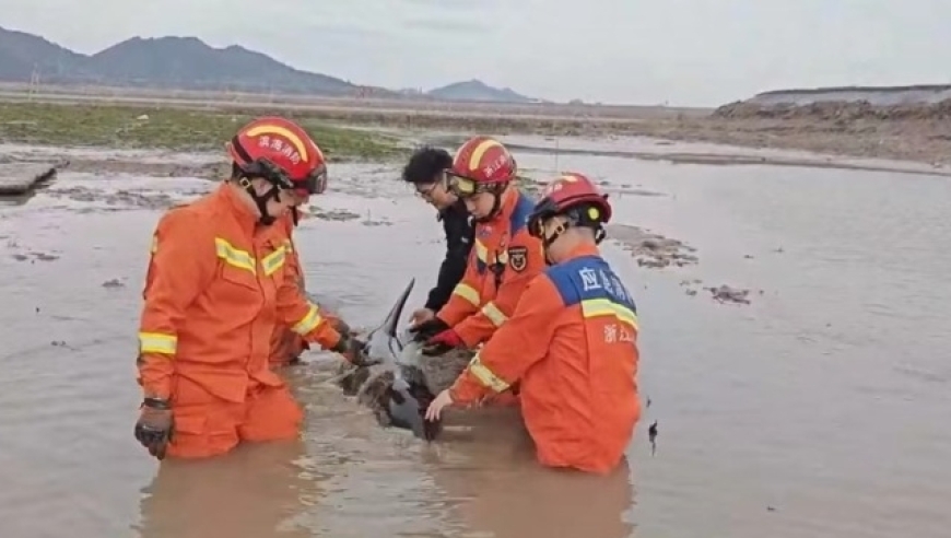 浙江温岭海域惊现奇特物种——海豚搁浅，海洋专家紧急联合拯救！