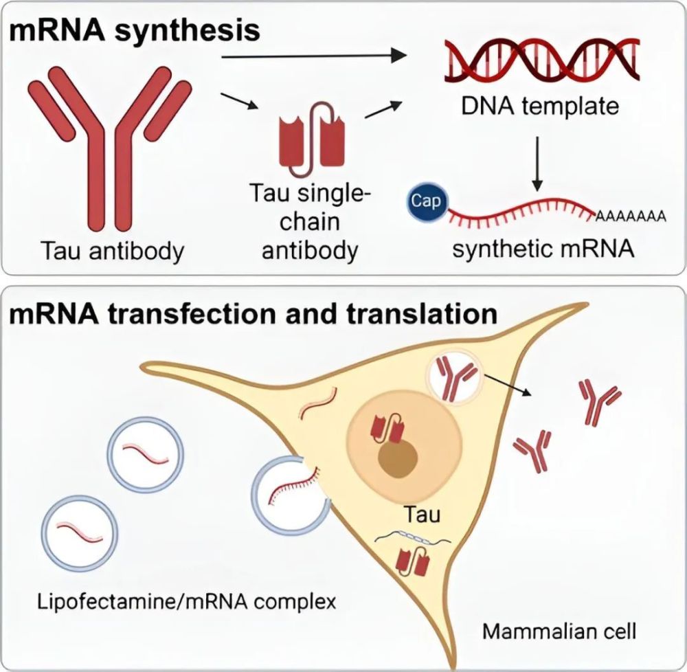 "拓宽视野，革命性突破：探索 mRNA 抗 taʊn 蛋白免疫疗法在治疗阿尔茨海默病领域的崭新篇章"