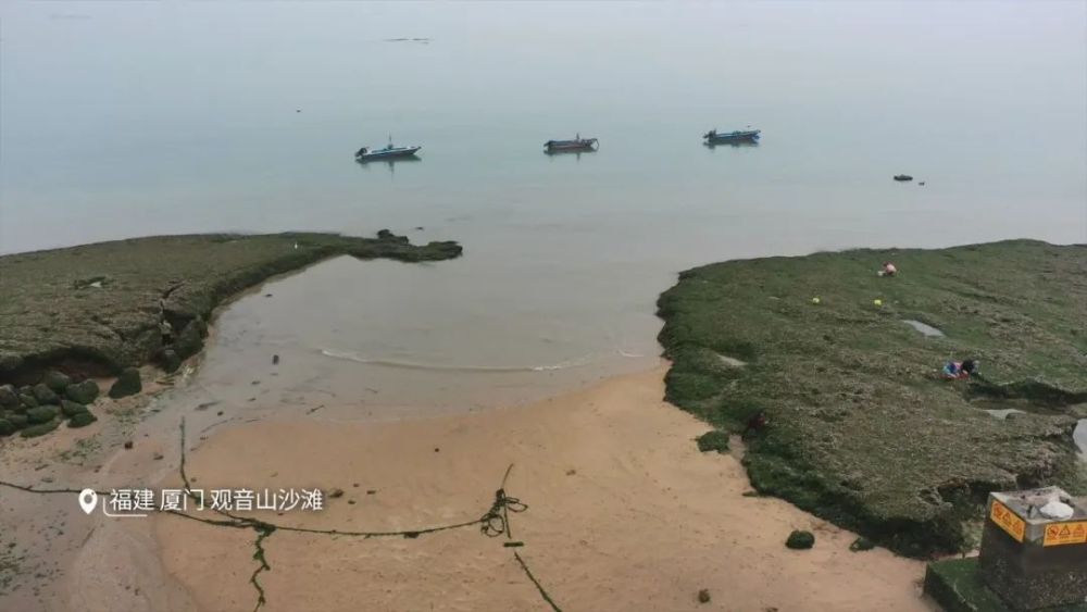 "风雨历程：潮起潮落中，万物生机勃勃的生长画卷"