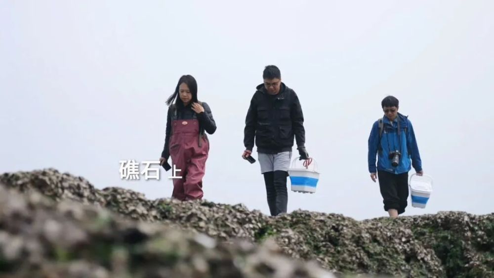 "风雨历程：潮起潮落中，万物生机勃勃的生长画卷"