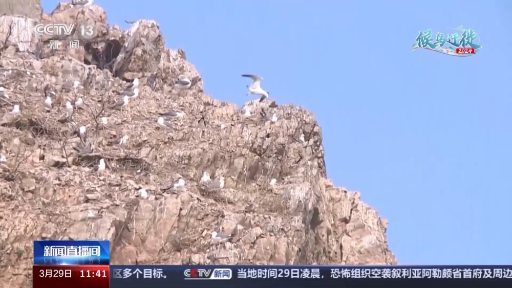 "《山东省探秘：黑尾鸥与青头潜鸭生态状况及人工智能鹳鹳候鸟朋友圈揭秘》——亲临动植物天堂，体验智能化候鸟群体生活探索"