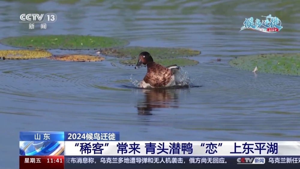 "《山东省探秘：黑尾鸥与青头潜鸭生态状况及人工智能鹳鹳候鸟朋友圈揭秘》——亲临动植物天堂，体验智能化候鸟群体生活探索"