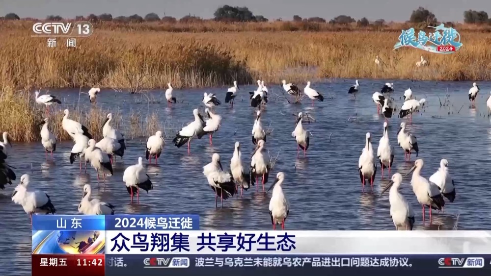 "《山东省探秘：黑尾鸥与青头潜鸭生态状况及人工智能鹳鹳候鸟朋友圈揭秘》——亲临动植物天堂，体验智能化候鸟群体生活探索"