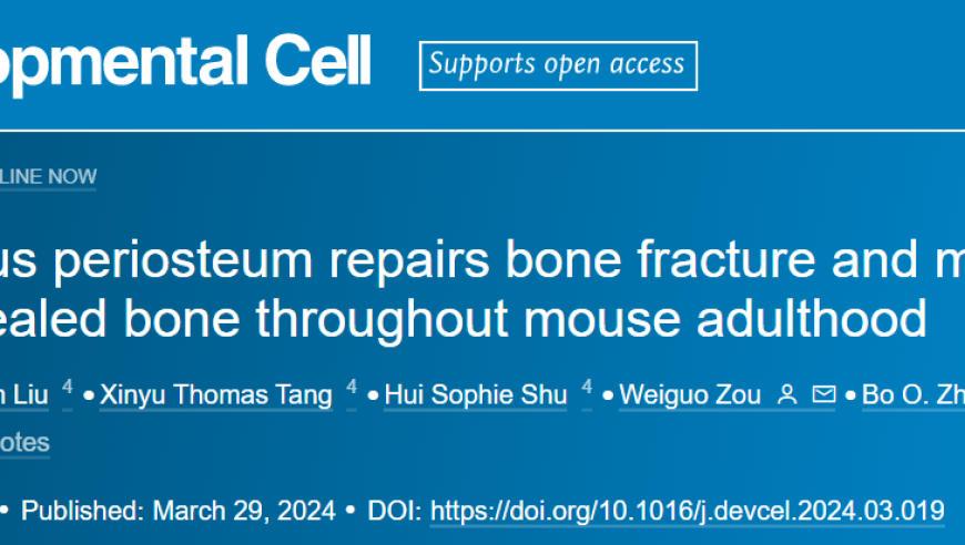 革命性发现：骨折后骨骼干细胞来源转向新方向，赋予再生能力！深度解析DevCell的研究进展及可能影响的医疗应用