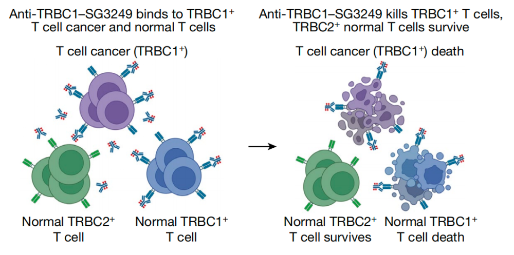 "Nature杂志惊人突破！创新ADC疗法可能终结T细胞癌患者的命门"