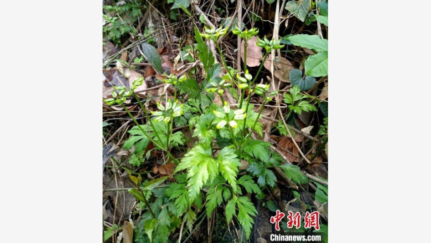 湖北省十堰市发现并晋升国家二级重点保护野生植物——黄连：科普探索与生态保护的实践样本