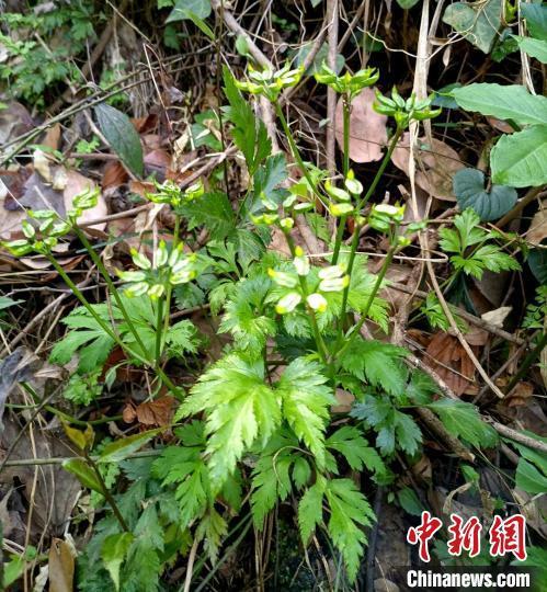 "湖北省十堰市发现并晋升国家二级重点保护野生植物——黄连：科普探索与生态保护的实践样本"