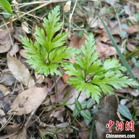 "湖北省十堰市发现并晋升国家二级重点保护野生植物——黄连：科普探索与生态保护的实践样本"