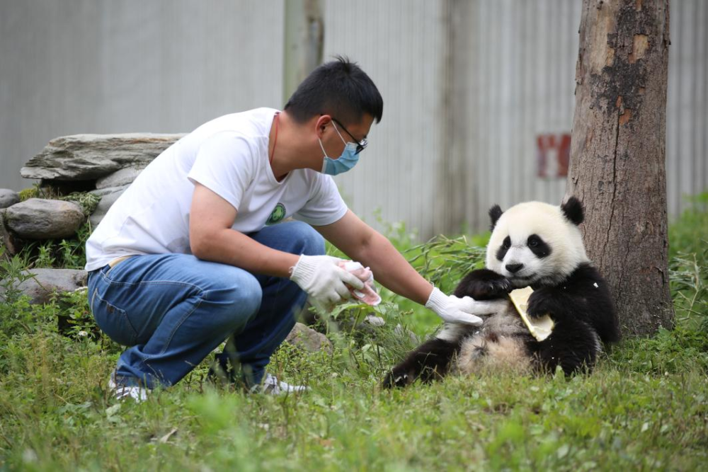 "中国大熊猫保护研究中心资深专家曾文：回归中国，‘福公主’将迎来最理想的照料与关怀"