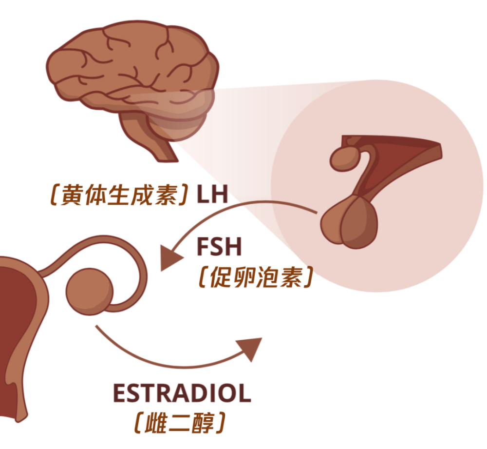 "月经异常，请务必及时就医：这两种情况可能需要进行性激素六项检查"