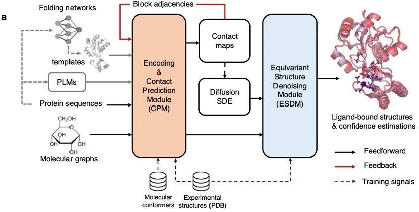 "科学家革新人工智能技术，创建高效准确的蛋白质-配体复合体结构预测系统"