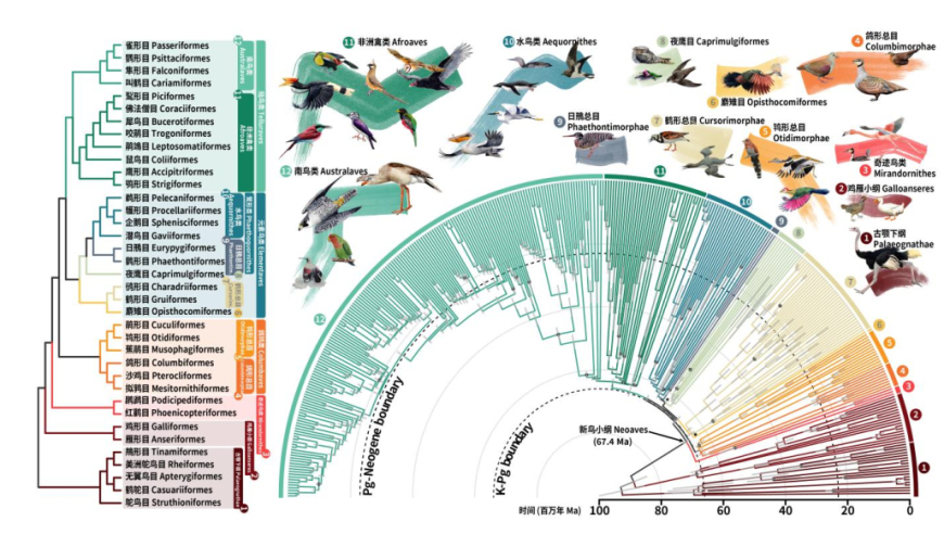 浙江大学张国捷团队对生鸟类进行深度分类改革，打造全新生命之树的方案曝光