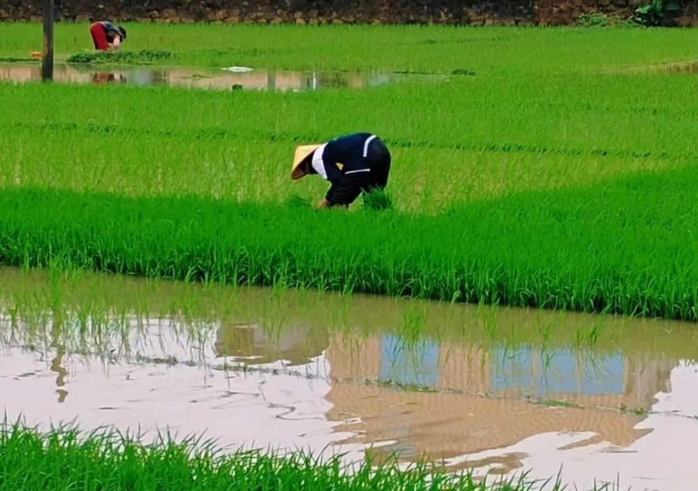 "无人机科技助力，App智慧诊疗开启；气象专家守护稻田，精准监测预警未来"