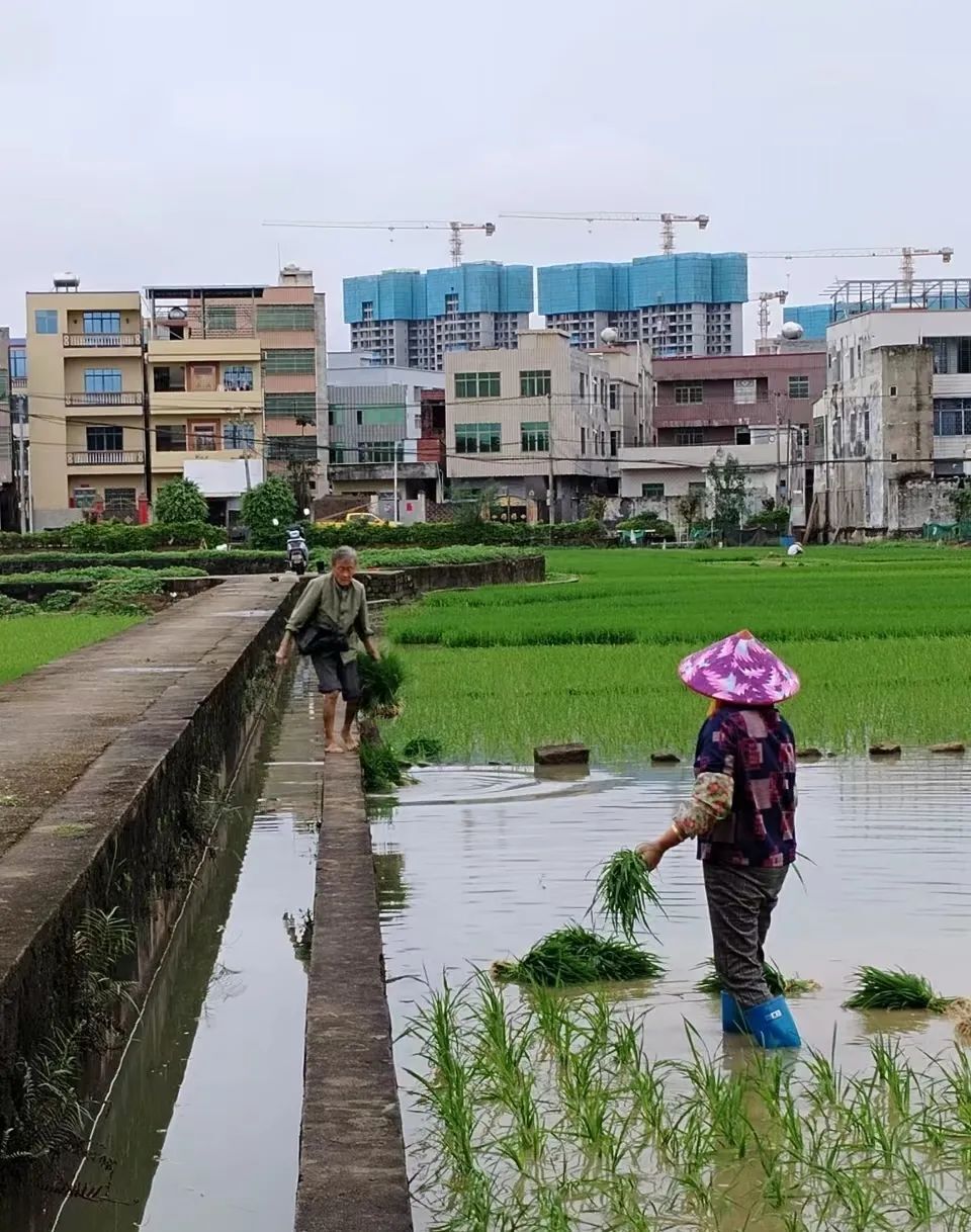 "无人机科技助力，App智慧诊疗开启；气象专家守护稻田，精准监测预警未来"