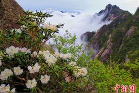 黄山杜鹃花海：浓墨重彩描绘红色与白色交融的奇幻画卷