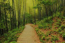 欣赏黄山美景，感受徽州的独特韵味——最值得一看的黄山十大景点排行榜