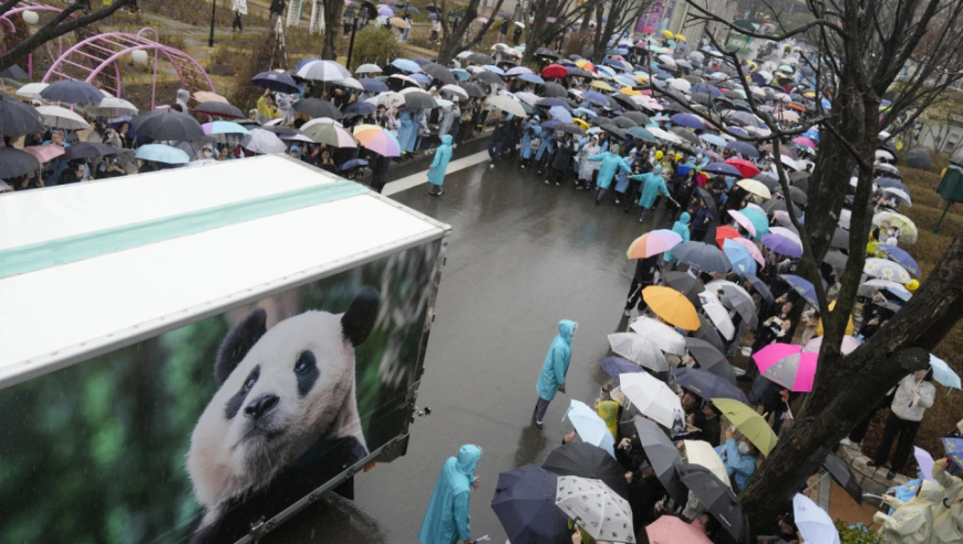 韩国网民冒着大雨深情送别象征亚洲友谊的大熊猫福宝