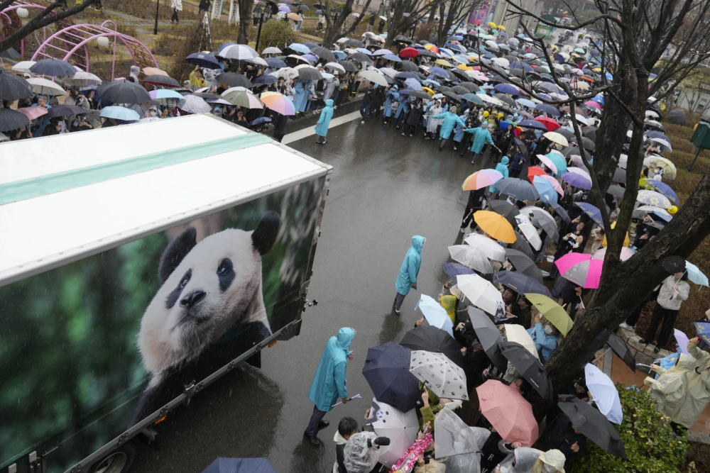 "韩国网民冒着大雨深情送别象征亚洲友谊的大熊猫福宝"