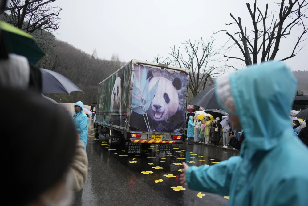 "韩国网民冒着大雨深情送别象征亚洲友谊的大熊猫福宝"