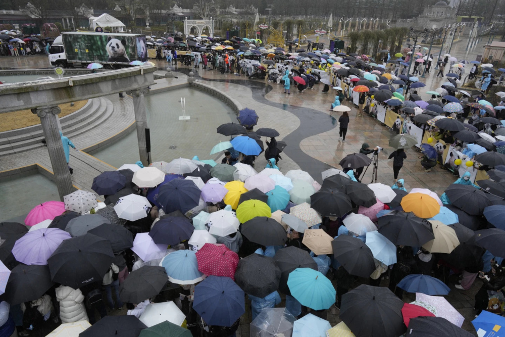 "韩国网民冒着大雨深情送别象征亚洲友谊的大熊猫福宝"