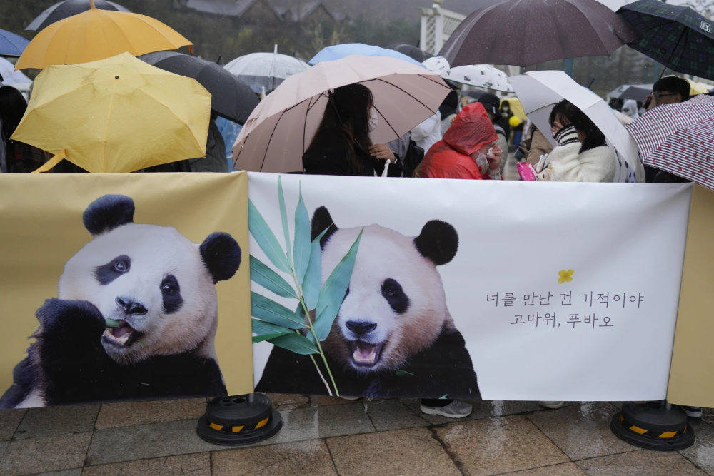 "韩国网民冒着大雨深情送别象征亚洲友谊的大熊猫福宝"