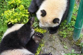 全球约半数的大熊猫都在四川省汶川县的大熊猫基地：大熊猫的魅力展示地