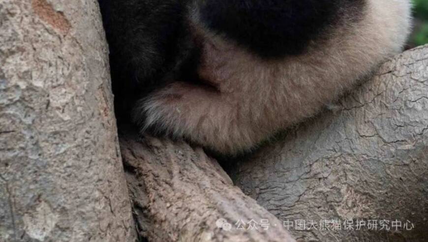 福猪猪：超可爱的大熊猫乘坐专机抵达成都，带你感受不一样的中国文化韵味