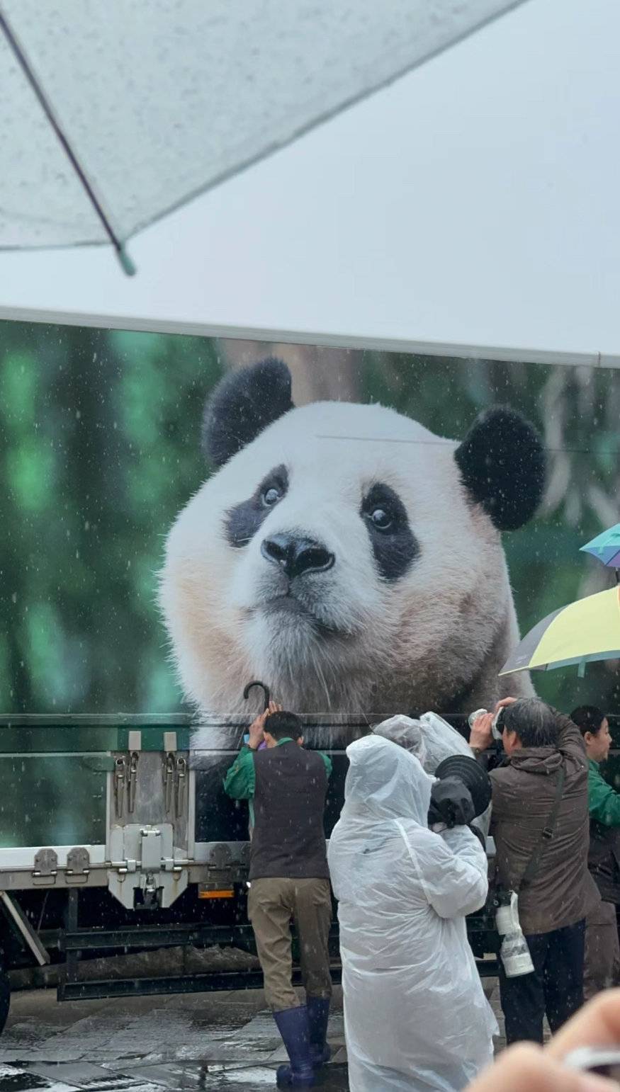 "福猪猪：超可爱的大熊猫乘坐专机抵达成都，带你感受不一样的中国文化韵味"