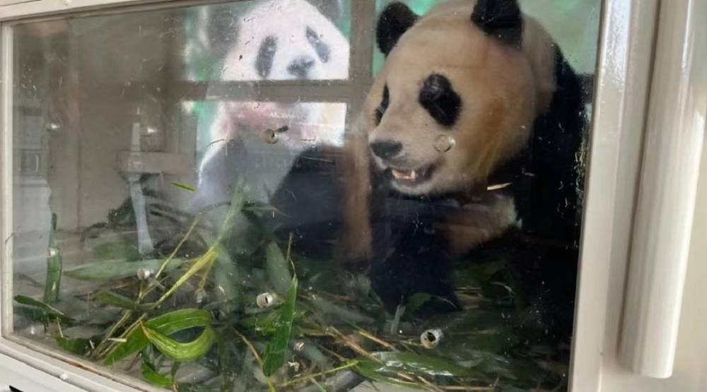 "福猪猪：超可爱的大熊猫乘坐专机抵达成都，带你感受不一样的中国文化韵味"