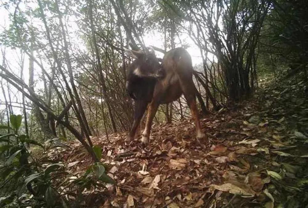 "宁波神秘生物的诞生：类似牛与驴的奇特高度，独特外貌引关注"