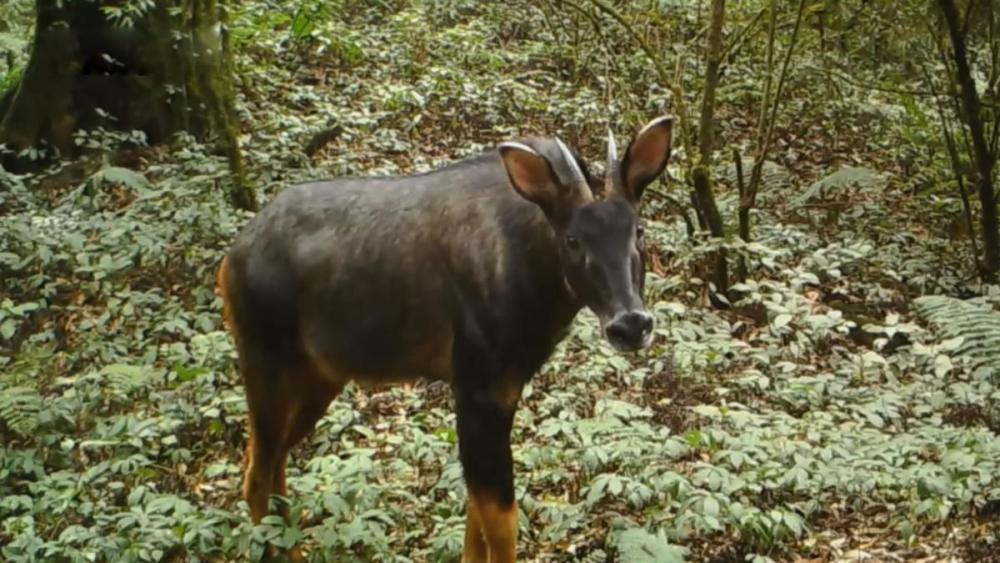 "宁波神秘生物的诞生：类似牛与驴的奇特高度，独特外貌引关注"