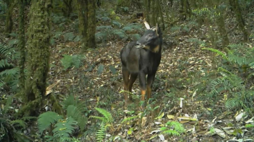 "宁波神秘生物的诞生：类似牛与驴的奇特高度，独特外貌引关注"