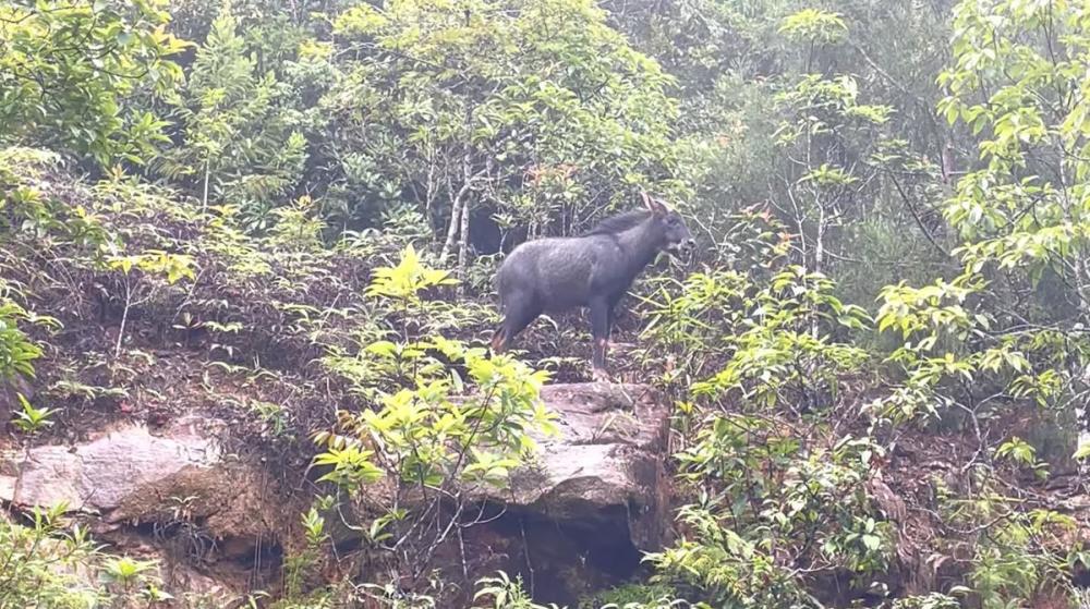 "宁波神秘生物的诞生：类似牛与驴的奇特高度，独特外貌引关注"