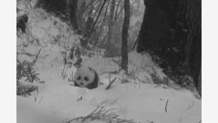 神奇！野生大熊猫幼崽迷途而来，只需一网打尽你的知识库！