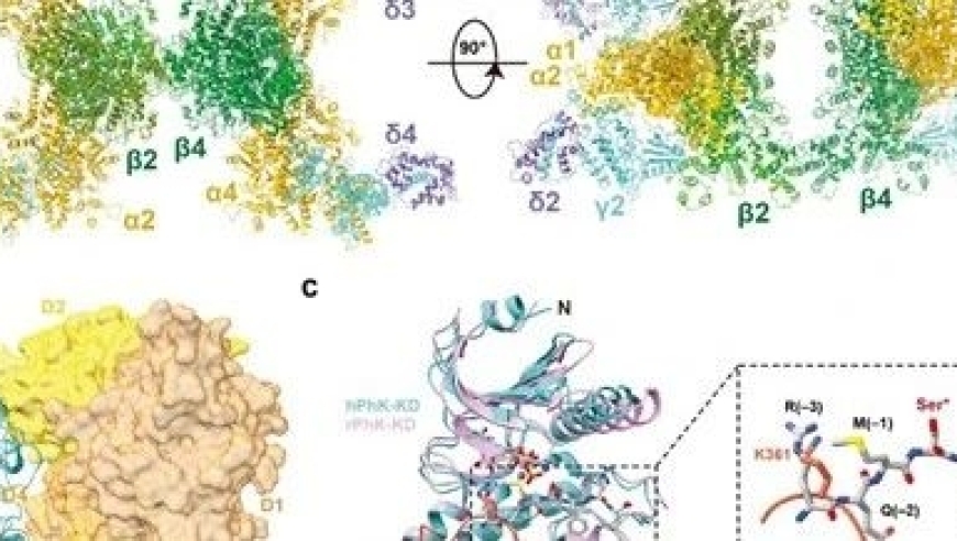 北京大学肖俊宇课题组揭示PhK磷酸化酶激酶的组装与激活过程：一个全新的角度研究