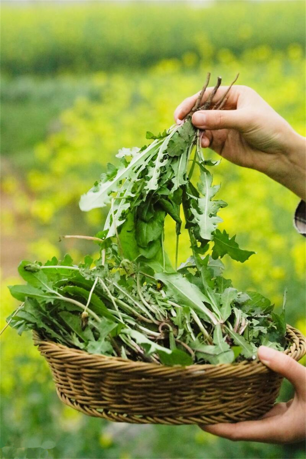 "春季食用野菜的三大注意事项：饮食之道贵在适度，谨记三吃三不原则"