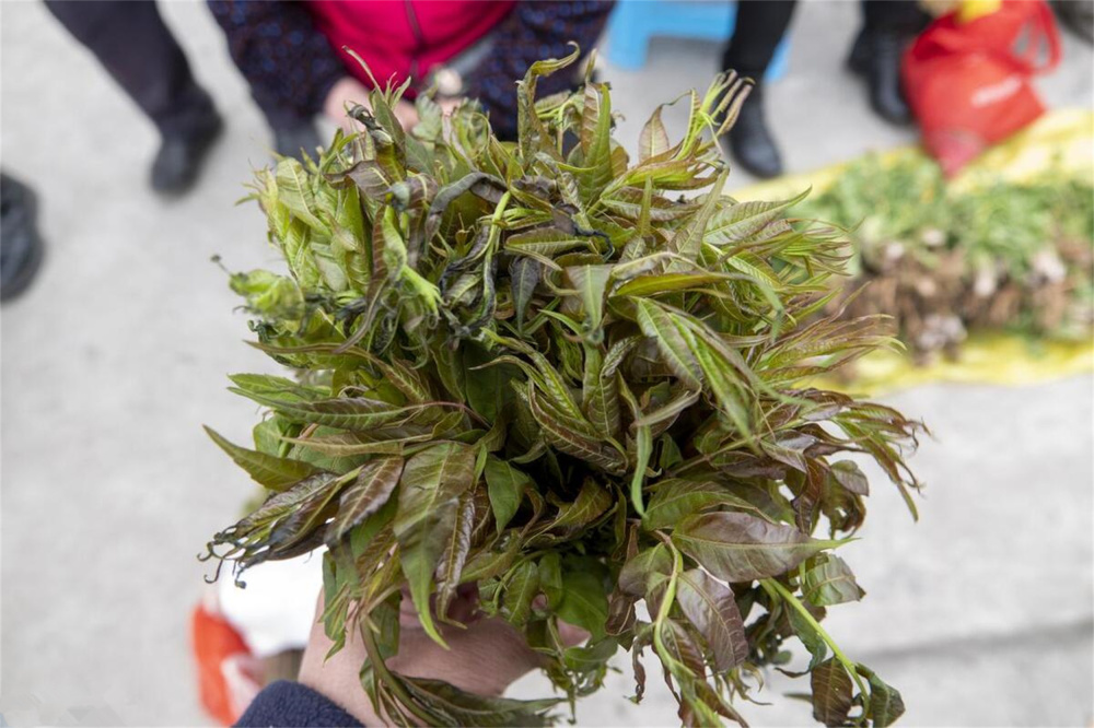 "春季食用野菜的三大注意事项：饮食之道贵在适度，谨记三吃三不原则"