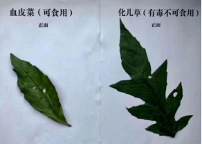 "清明时节，健康出行：清明踏青需警惕野菜中毒的危险"