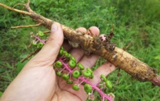 "清明时节，健康出行：清明踏青需警惕野菜中毒的危险"