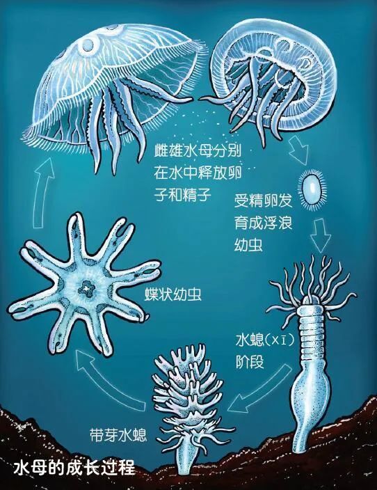 "沧海之变：唯一无二的自我掌控者——您的网络指南"