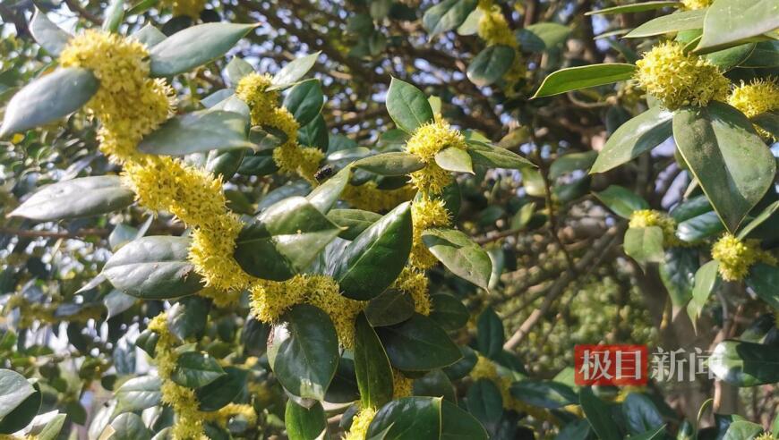 美丽花海，春日新宠——一款极具观赏价值的花卉推荐