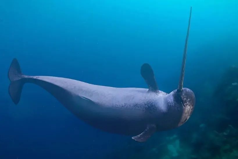 "五种海洋生物：鲸鱼的更年期与人类的体验异同"

优化后的
"探索五种神奇的海洋生物：鲸鱼的更年期，以及与其类似的物种"
或者
"揭秘五种深海动物的生理变化：从白鲸到独角鲸，我们的鲸鱼朋友也有更年期"