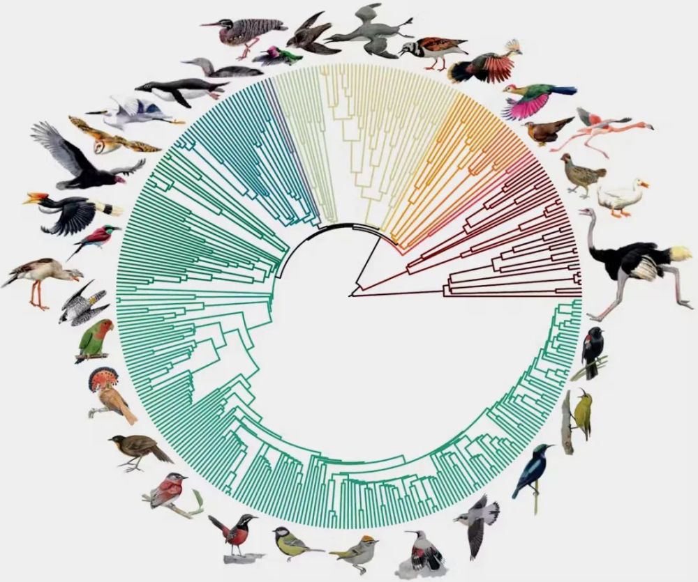 "崭新生命之树：探索鸟类的新进化之旅"