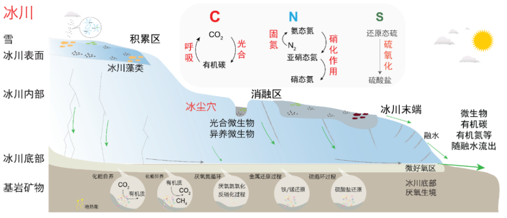 "青藏高原：冰川生物的秘境探索——从小精灵到生态系统的关键因素"