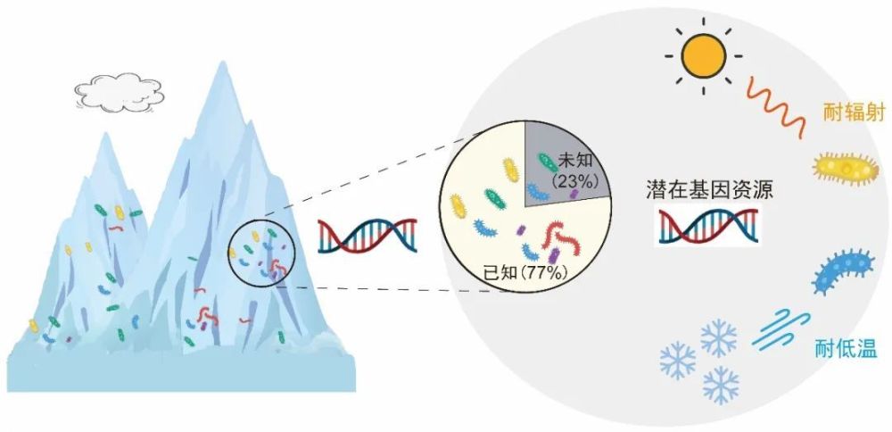 "青藏高原：冰川生物的秘境探索——从小精灵到生态系统的关键因素"